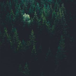 Green iPhone X wallpaper