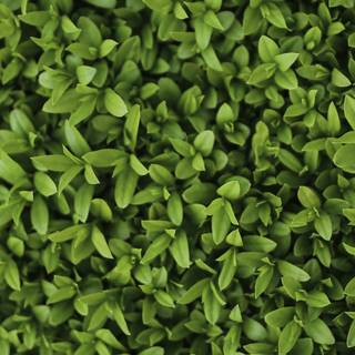 Green iPhone X wallpaper