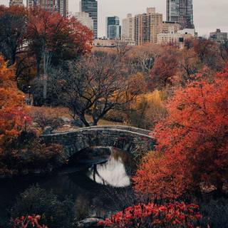 Central Park iPhone wallpaper