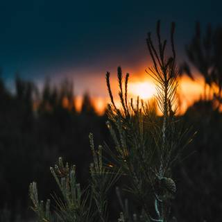 iPhone 14 nature wallpaper