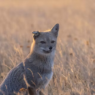 iPhone gray fox wallpaper