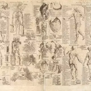 Anatomical wallpaper