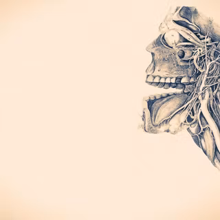Anatomical wallpaper