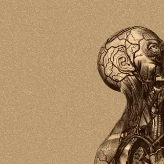 Anatomical wallpaper