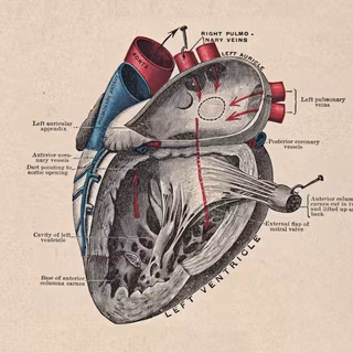 Anatomical wallpaper
