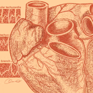 Anatomical wallpaper