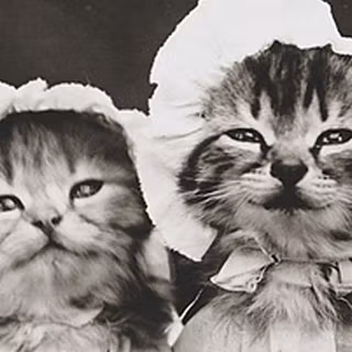 Vintage cat wallpaper
