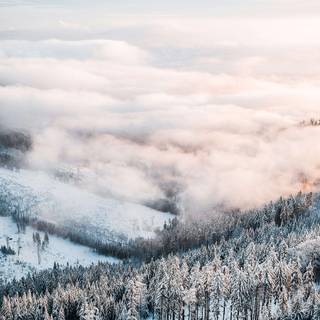 Vertical winter forest wallpaper