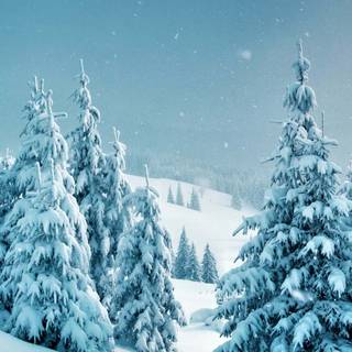 Vertical winter forest wallpaper