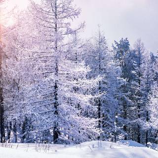 Vertical winter forest wallpaper