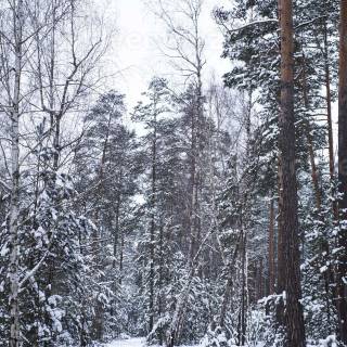 Vertical winter forest wallpaper