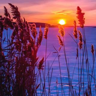 Winter sunset snow wallpaper