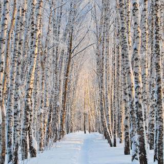 Vertical winter forest wallpaper