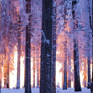 Vertical winter forest wallpaper