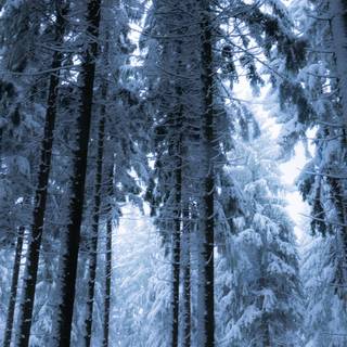 Vertical winter forest wallpaper