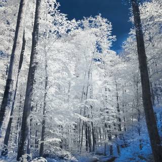 Vertical winter forest wallpaper