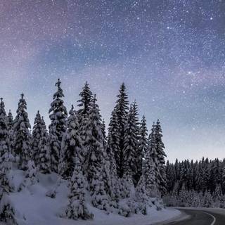 Vertical winter forest wallpaper