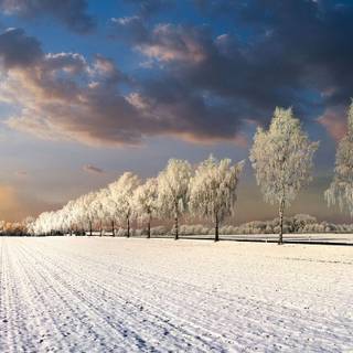 2024 winter wallpaper