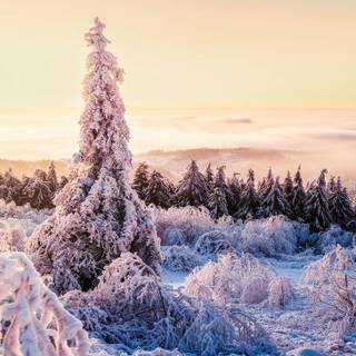 Vertical winter forest wallpaper