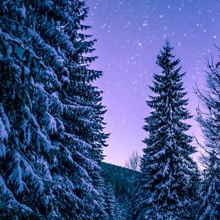 Vertical winter forest wallpaper