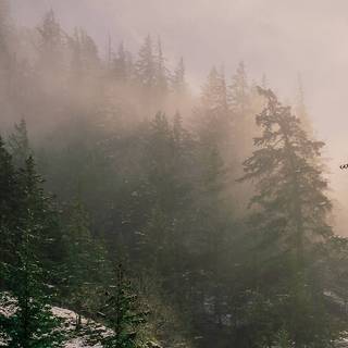 Vertical winter forest wallpaper