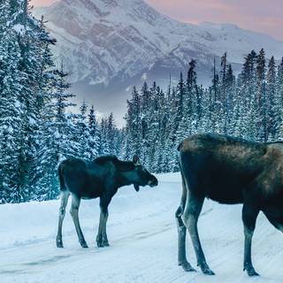 2024 winter wallpaper