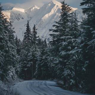 Vertical winter forest wallpaper