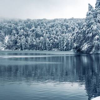 Vertical winter forest wallpaper