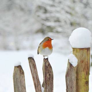 2024 winter wallpaper