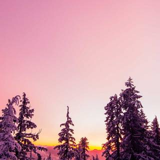 Vertical winter forest wallpaper