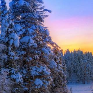 Winter sunset iPhone wallpaper