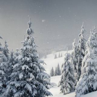 Vertical winter forest wallpaper