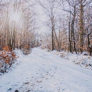 Vertical winter forest wallpaper