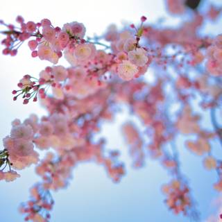 4k spring flowers wallpaper