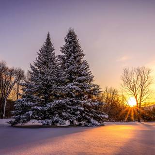 Sunset winter trees wallpaper