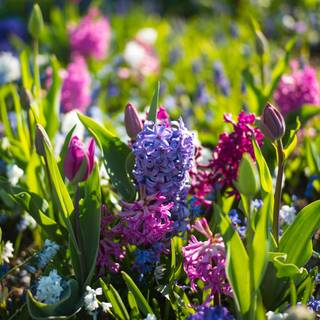 4k spring flowers wallpaper