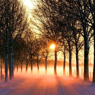 Sunset winter trees wallpaper