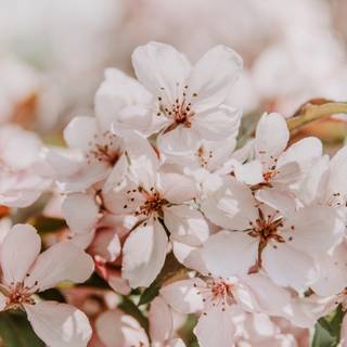 4k spring flowers wallpaper