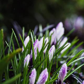 Purple and green spring wallpaper