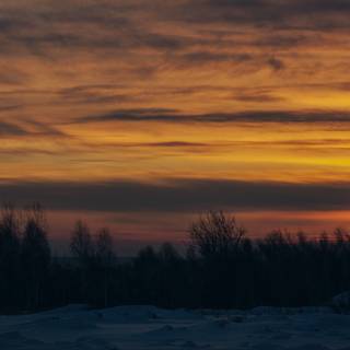 Sunset winter trees wallpaper