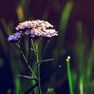 4k spring flowers wallpaper