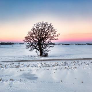 Sunset winter trees wallpaper