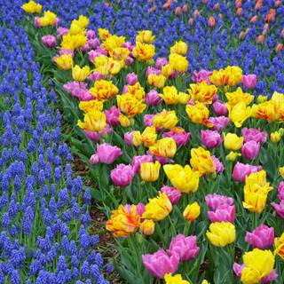 4k spring flowers wallpaper