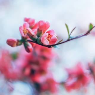 4k spring flowers wallpaper