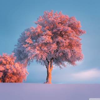 Sunset winter trees wallpaper