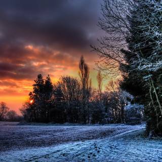 Sunset winter trees wallpaper