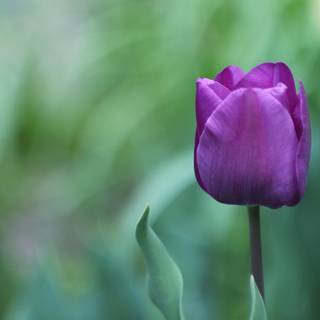 4k spring flowers wallpaper