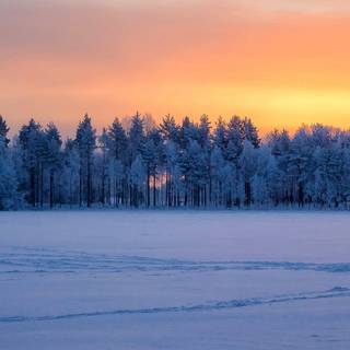 Sunset winter trees wallpaper