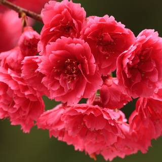 4k spring flowers wallpaper