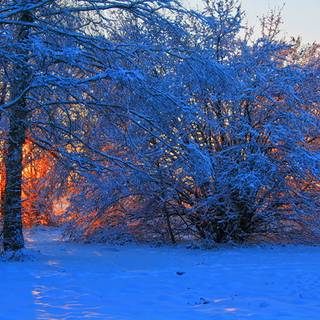 Sunset winter trees wallpaper
